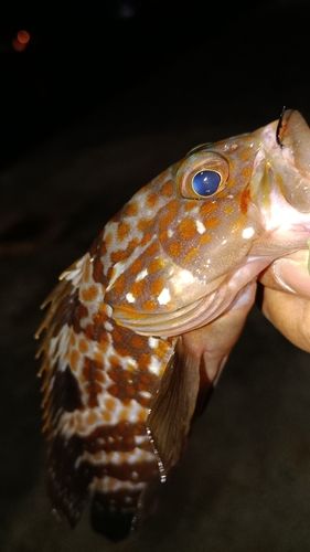 アコウの釣果