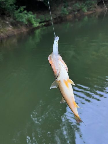 ラージマウスバスの釣果