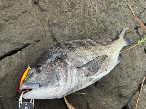 チヌの釣果