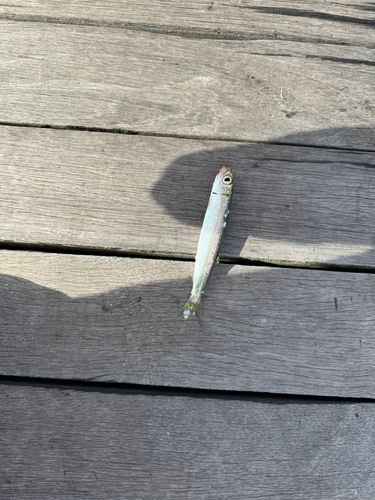 ウルメイワシの釣果