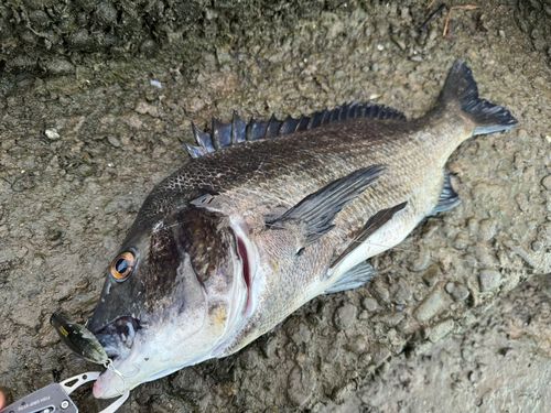 チヌの釣果