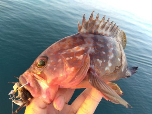 キジハタの釣果