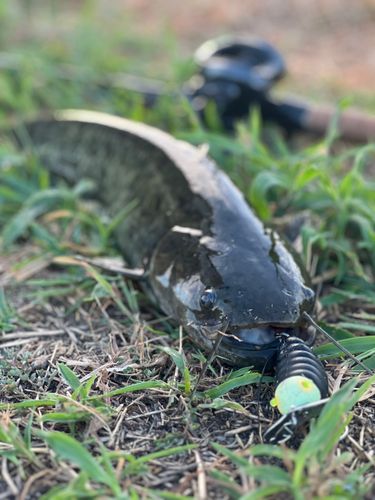 ナマズの釣果