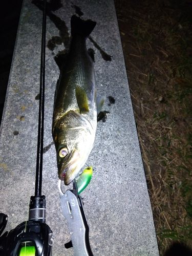 セイゴ（マルスズキ）の釣果