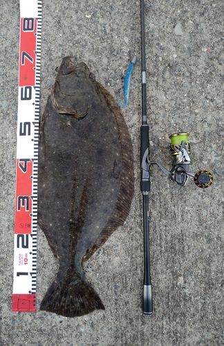 ヒラメの釣果