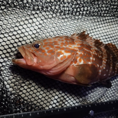 キジハタの釣果
