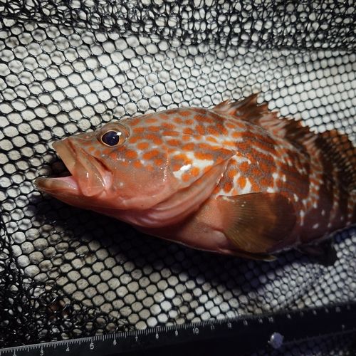 キジハタの釣果