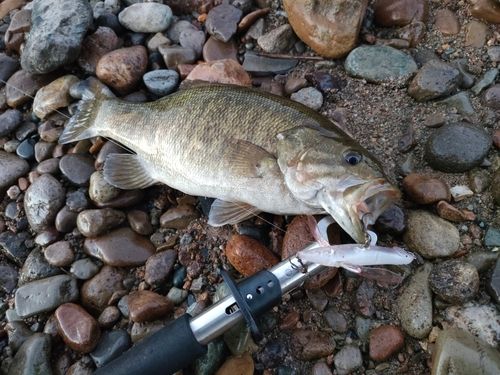 スモールマウスバスの釣果