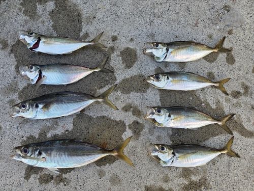 アジの釣果
