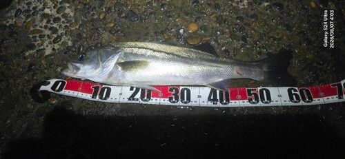 シーバスの釣果