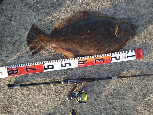 ヒラメの釣果