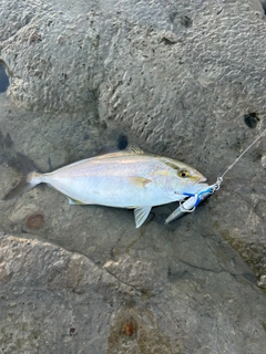 ショゴの釣果