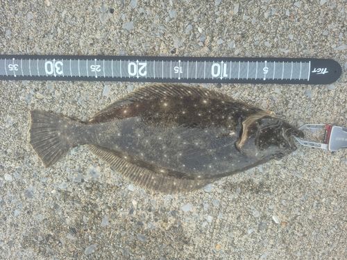 ソゲの釣果