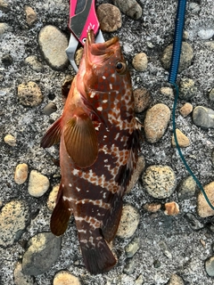 キジハタの釣果