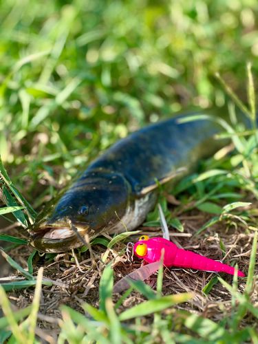 ナマズの釣果