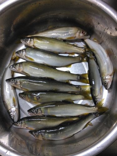 アユの釣果