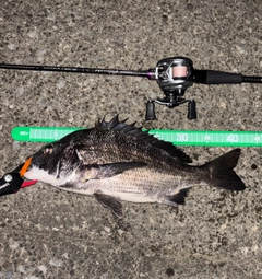 クロダイの釣果