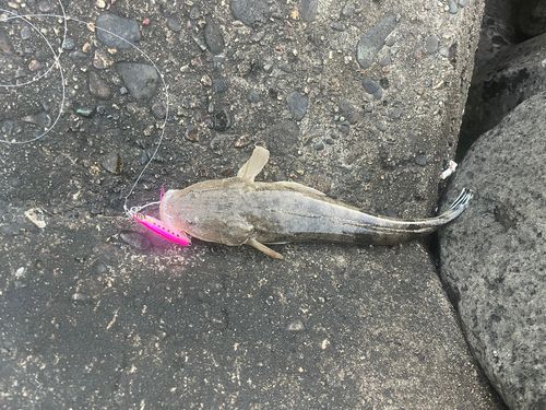 ソゲの釣果