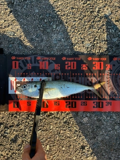 マルアジの釣果