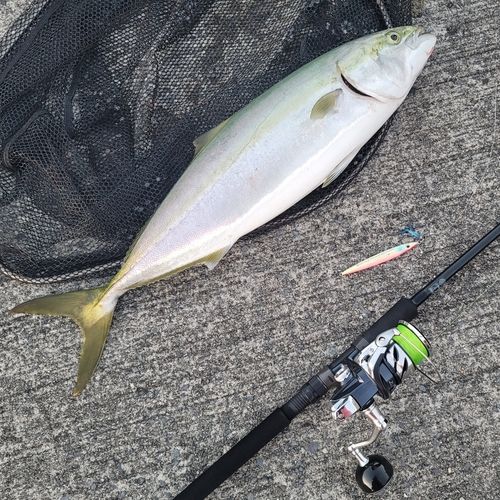 ワラサの釣果