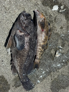 クロソイの釣果