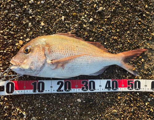 タイの釣果