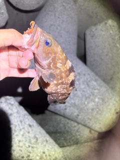 キジハタの釣果