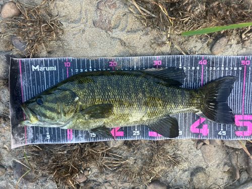 スモールマウスバスの釣果