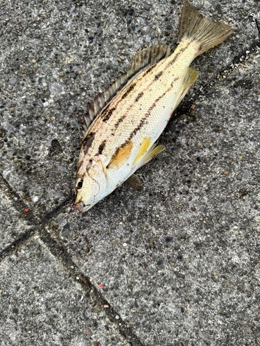 イシモチの釣果