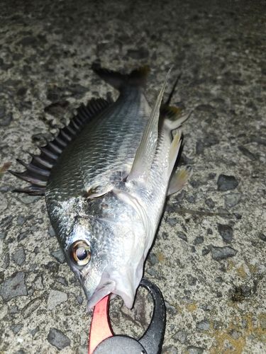 キビレの釣果