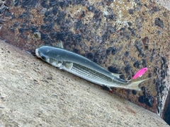 ボラの釣果
