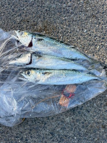 マサバの釣果