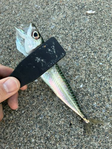 サバの釣果