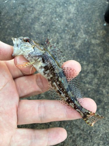 アナハゼの釣果