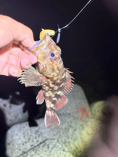 カサゴの釣果