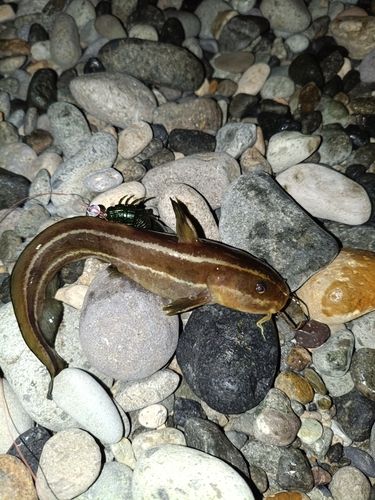 ゴンズイの釣果