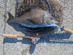 チヌの釣果