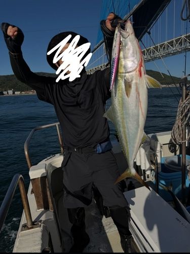 ハマチの釣果