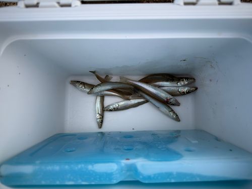 キスの釣果