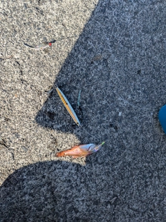 ネンブツダイの釣果