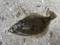 マガレイの釣果