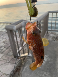 キジハタの釣果