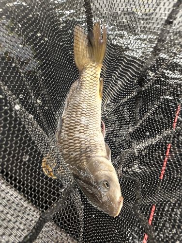 コイの釣果