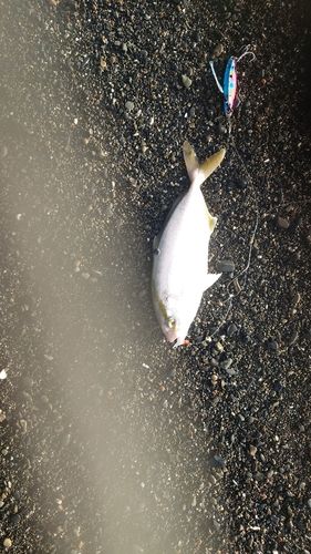 ショゴの釣果
