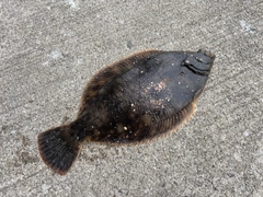 クロガシラガレイの釣果