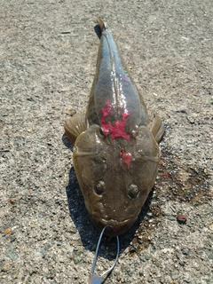 マゴチの釣果