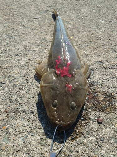 マゴチの釣果