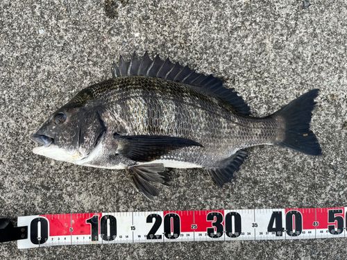 クロダイの釣果