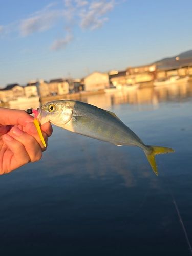 ワカシの釣果