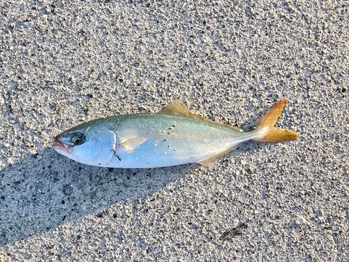 ワカシの釣果